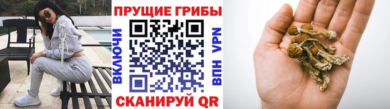 Галлюциногенные грибы Psilocybine cubensis Туймазы